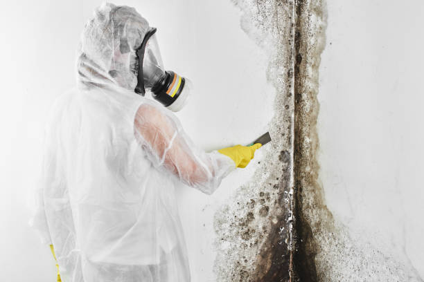 Best Mold Remediation  in West Branch, IA