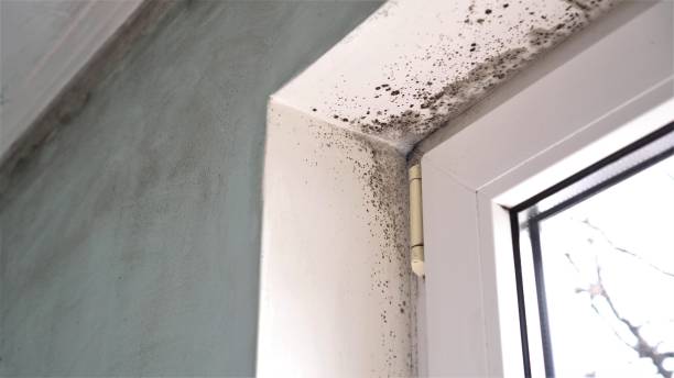 Trusted West Branch, IA Mold Removal Experts