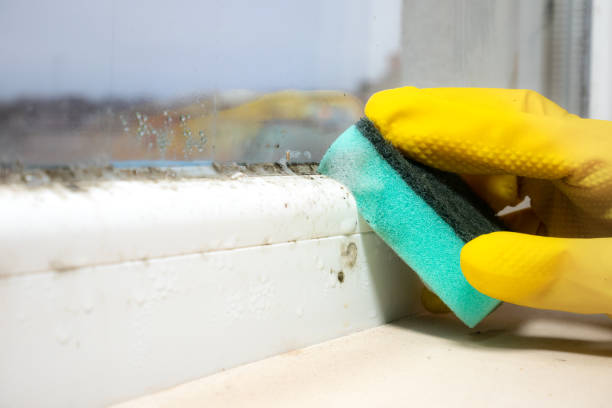 Best Black Mold Removal  in West Branch, IA