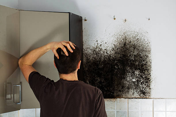 Best Commercial Mold Removal  in West Branch, IA