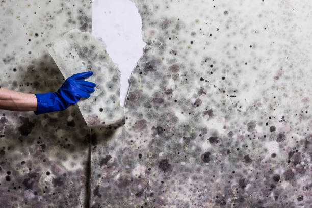Best Residential Mold Removal  in West Branch, IA