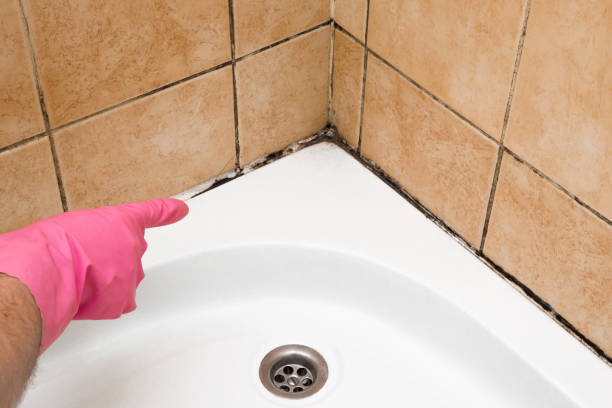 Best Local Mold Removal Service  in West Branch, IA